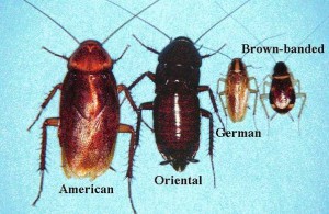 cockroach allergy