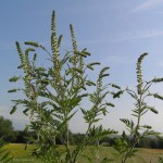common_short_ragweed_in_flower-picture