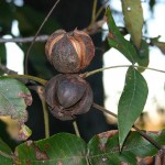 Hickory-nuts-picture