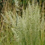 June-Grass-flower-picture