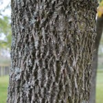 ash-tree-bark-picture