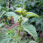 common-pigweed-picture