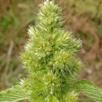 common-pigweed-flower-picture