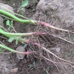 common-pigweed-root-picture