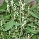lambs-quarters-flower-picture