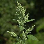 lambs-quarters-top-flower-picture