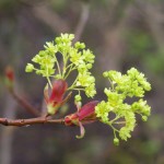 maple-flower-picture