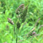 orchard-grass-flower-picture