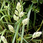 orchard-grass-seed-picture