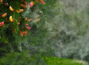 outdoor-allergy-pollen-image