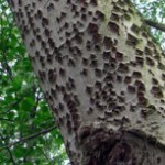 poplar-tree-bark-picture