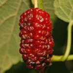 red-mulberry-berry-picture