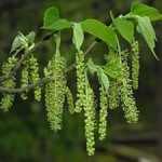 red-mulberry-flower-picture