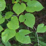 red-mulberry-leaf-picture