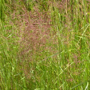 Hay Fever Summer - Grass Pollen in New York - Hui Allergy & Asthma Care