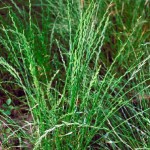 rye-grass-picture