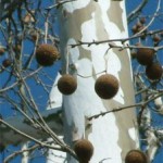 sycamore-bark-and-fruit-224x300