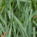 timothy-grass-picture