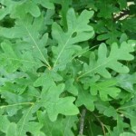 white-oak-tree-leaf-picture
